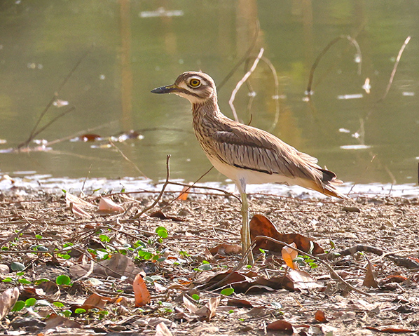 Senegal Thick-knee